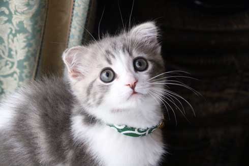 猫 こはくちゃん 成長過程 スコティッシュフォールド