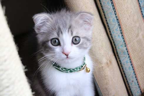 猫 こはくちゃん 成長過程 スコティッシュフォールド
