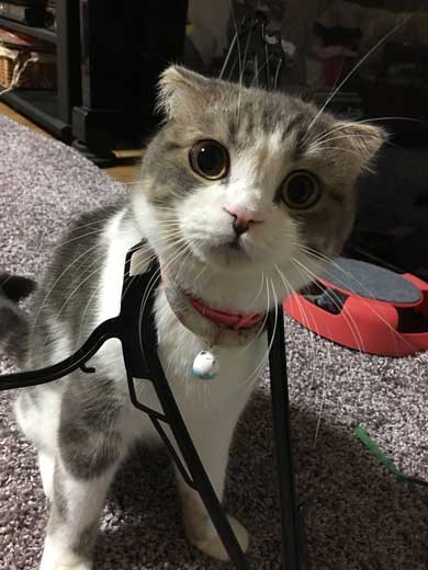 猫 こはくちゃん 成長過程 スコティッシュフォールド