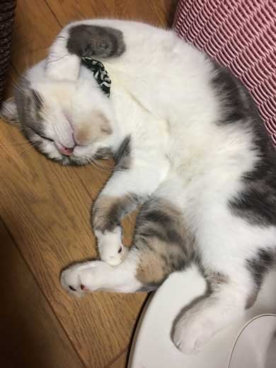 猫 こはくちゃん 成長過程 スコティッシュフォールド