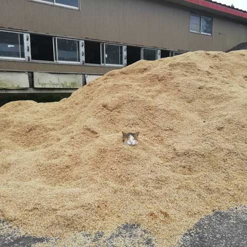 砂風呂 牛舎 猫 埋まる 暖かい
