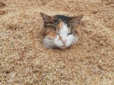 砂風呂 牛舎 猫 埋まる 暖かい