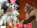 あどけない子猫が凛々しい美猫に成長！　魅力たっぷりの成長動画が反則級にかわいい