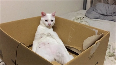段ボールに入る猫さん