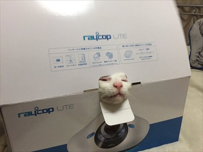 段ボールに入る猫さん