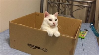 段ボールに入る猫さん