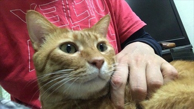 段ボールに入る猫さん