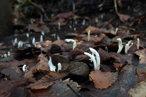 ニョロニョロ ムーミン