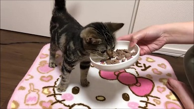 ちょり 焼肉大暴走