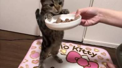 ちょり 焼肉大暴走