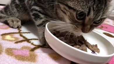 ちょり 焼肉大暴走