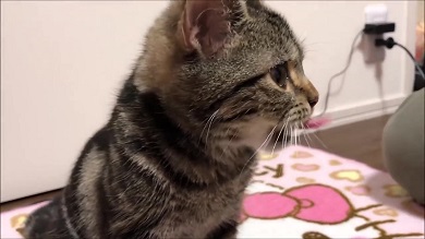 ちょり 焼肉大暴走