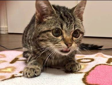 ちょり 焼肉大暴走