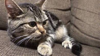 ちょり 焼肉大暴走