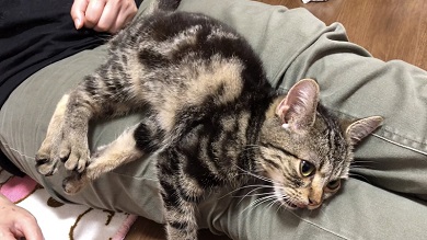 ちょり 焼肉大暴走