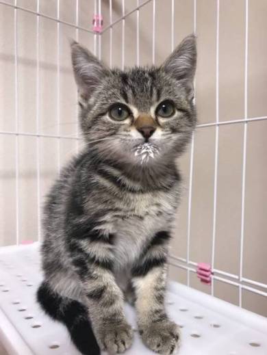 ちょり 焼肉大暴走