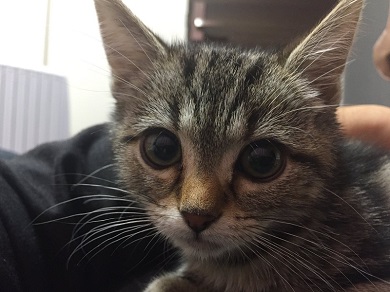 ちょり 焼肉大暴走