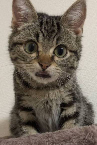 ちょり 焼肉大暴走