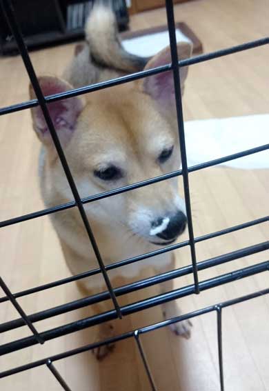 犬 出迎えてくれる 回転 高速 移動 クラッシュバンディクー