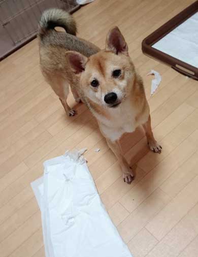 犬 出迎えてくれる 回転 高速 移動 クラッシュバンディクー