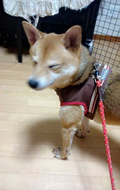 犬 出迎えてくれる 回転 高速 移動 クラッシュバンディクー