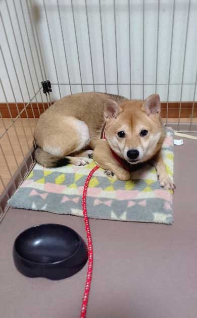 犬 出迎えてくれる 回転 高速 移動 クラッシュバンディクー