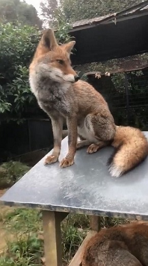 限界まで寝るキツネさん