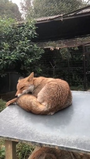 限界まで寝るキツネさん