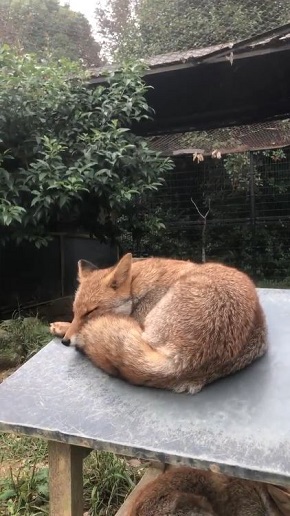 限界まで寝るキツネさん