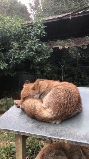 限界まで寝るキツネさん