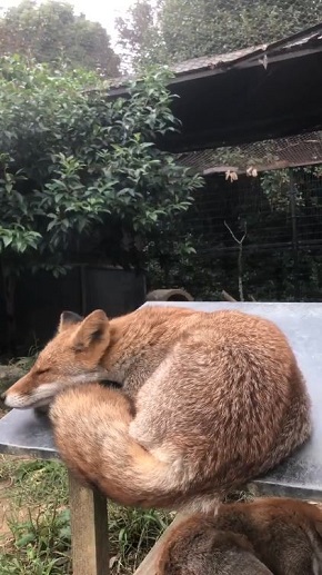 限界まで寝るキツネさん