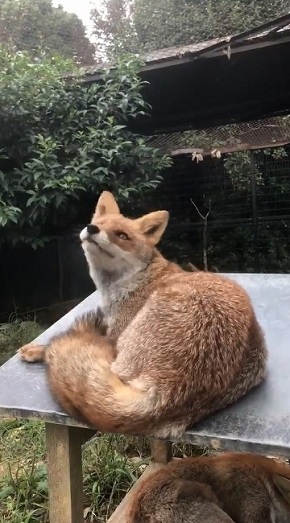 限界まで寝るキツネさん