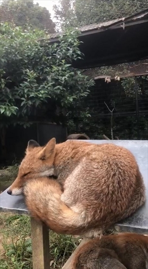 限界まで寝るキツネさん