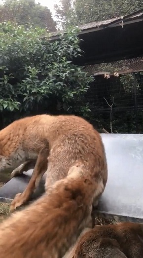 限界まで寝るキツネさん