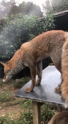 限界まで寝るキツネさん