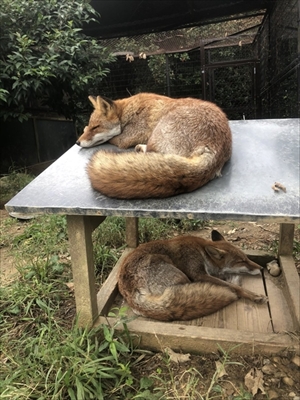 限界まで寝るキツネさん