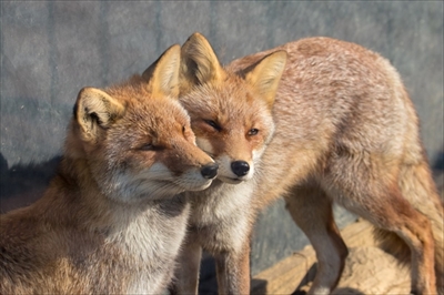 限界まで寝るキツネさん