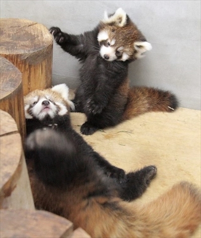 レッサーパンダの赤ちゃん一般公開