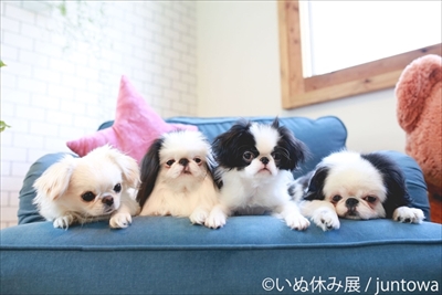 いぬ休み展