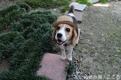 いぬ休み展
