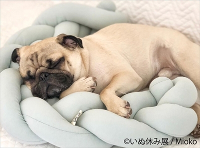 いぬ休み展