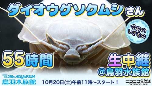 ニコニコ生放送ダイオウグソクムシ