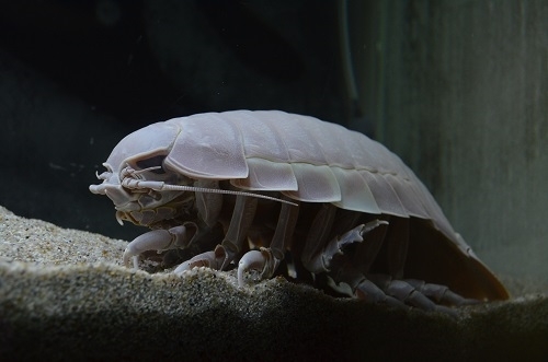 ニコニコ生放送ダイオウグソクムシ