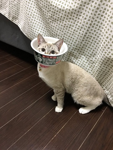 ALT