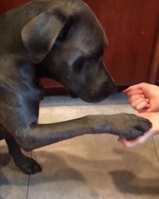 犬