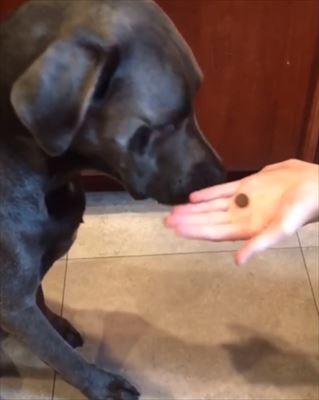犬
