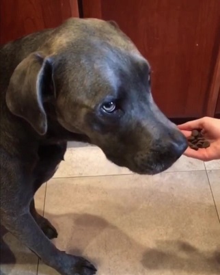 犬