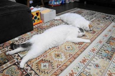 ライ君 いとさん