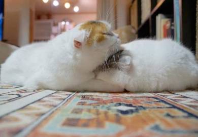 ライ君 いとさん