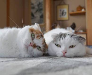 ライ君 いとさん